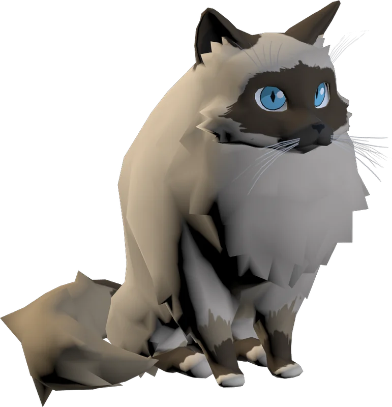 Maya the Birman cat sitting with her fluffy tail