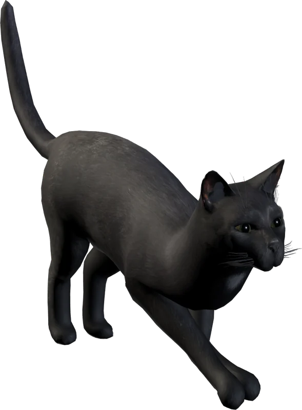 The black shorthair cat in a long stretch