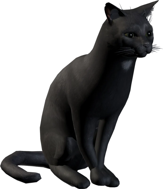 The black shorthair cat sitting upright